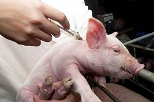 Как вылечить рожу у свиней?