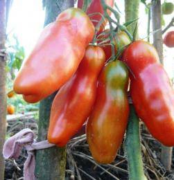 Кистевые томаты
