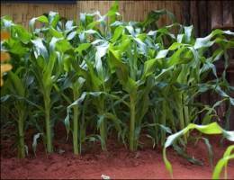 Нужно ли замачивать кукурузу перед посадкой в открытый грунт