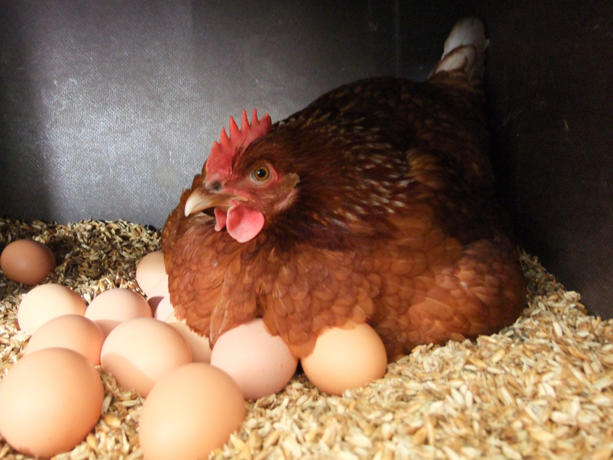 Что делать, если куры клюют свои яйца?