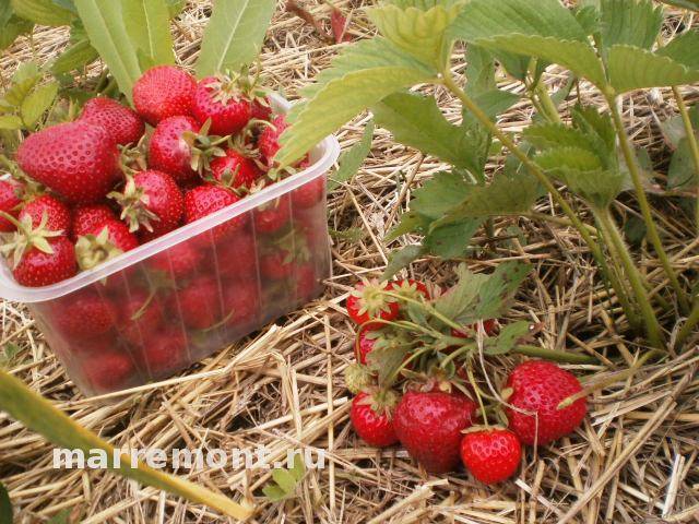 Клубника «капри» описание сорта — агротехника выращивания, ухода и посадки ягоды в открытом грунте (фото)
