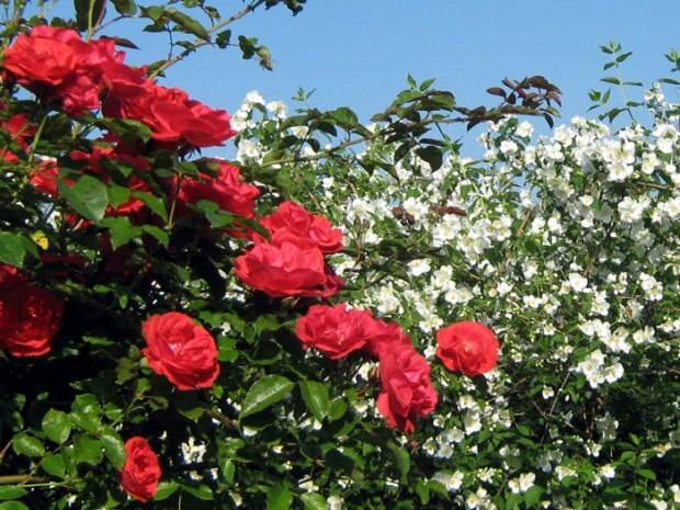 Розы флорибунда: фото, видео, названия и описание лучших сортов роз группы флорибунда