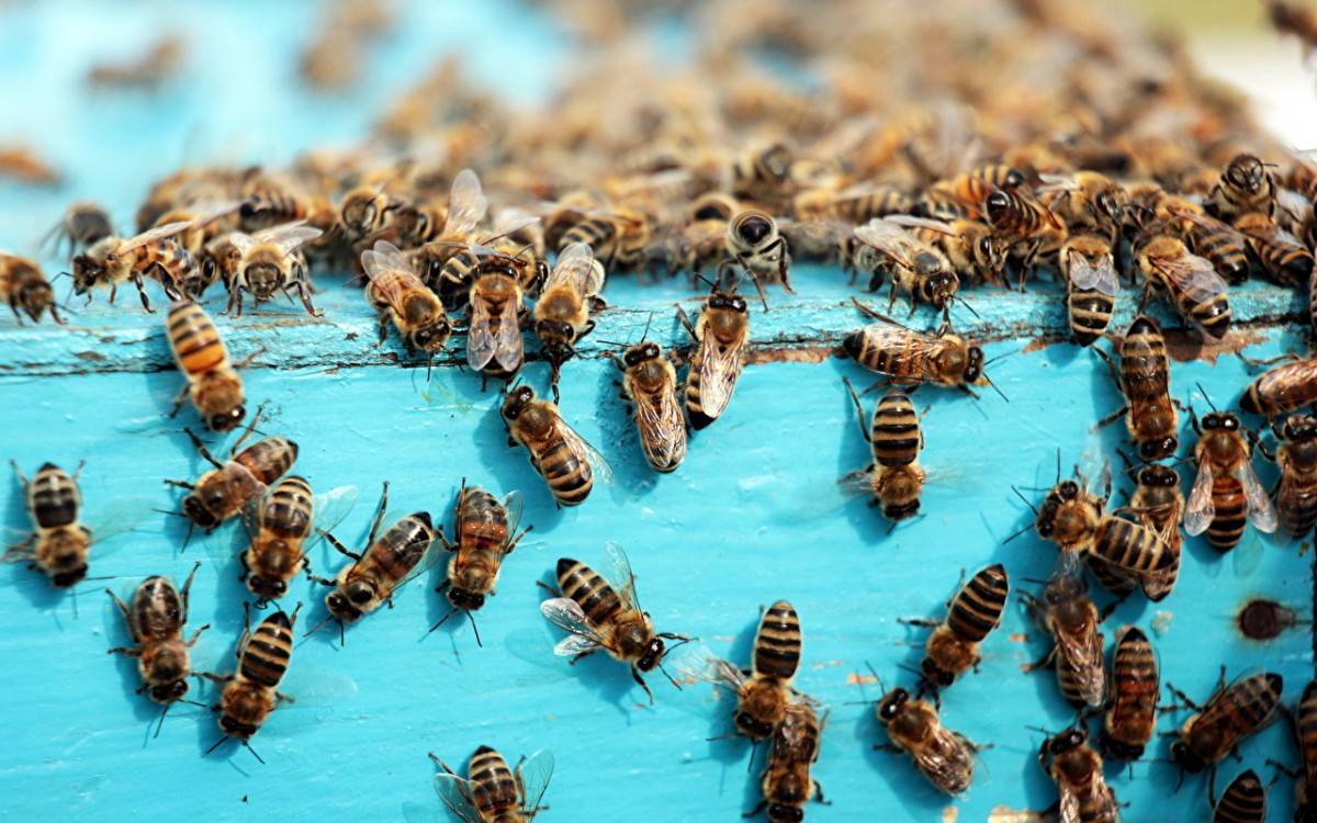 Воровство пчел: как бороться и что делать, чтобы предотвратить?