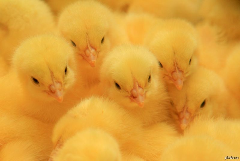 Как отличить цыпленка бройлера от простых птенцов других пород?