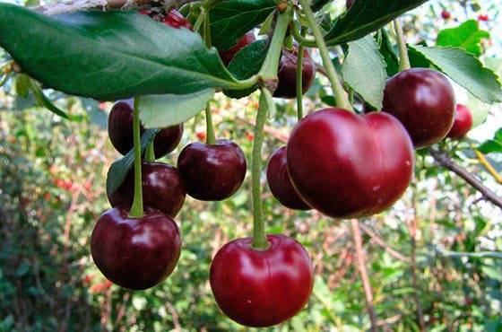 Зимостойкие сорта плодовых деревьев: яблоня, груша, слива, вишня, черешня