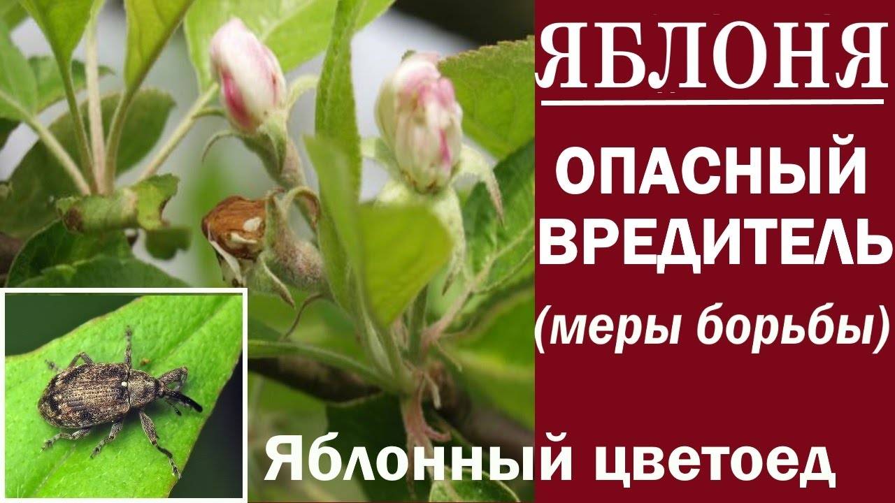 Как бороться с цветоедом на яблоне