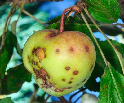 Парша на яблоне и груше: как бороться с болезнью и не допустить ее развития