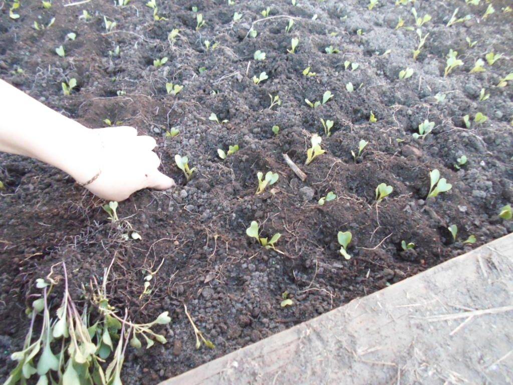 Выращивание рассады капусты в 2020: сроки посадки