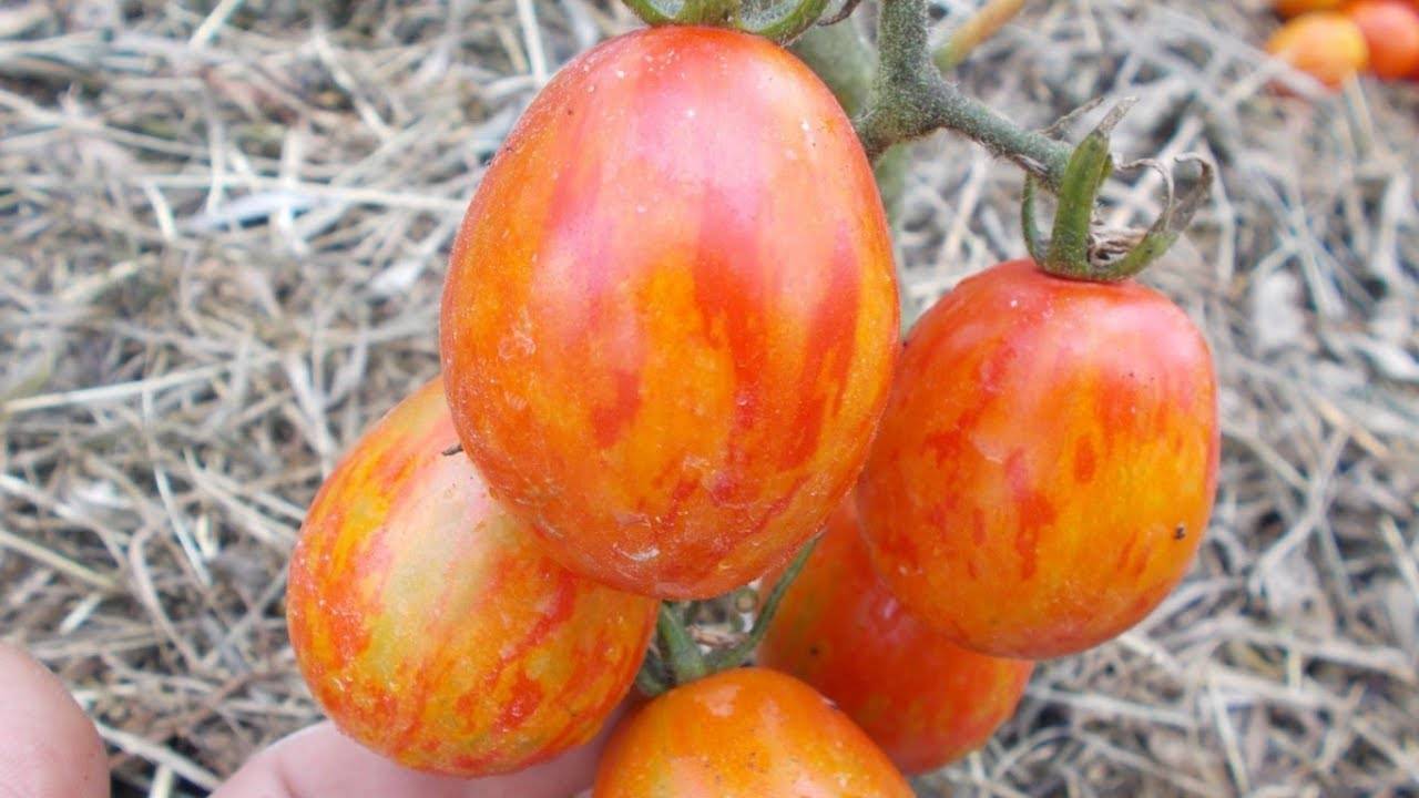 О томате пасхальное яйцо: описание сорта, характеристики помидоров, посев
