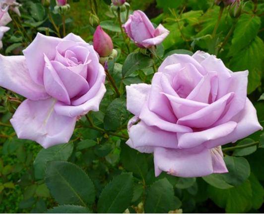 О розе голубой нил (блю нил): описание и характеристики чайно-гибридной розы