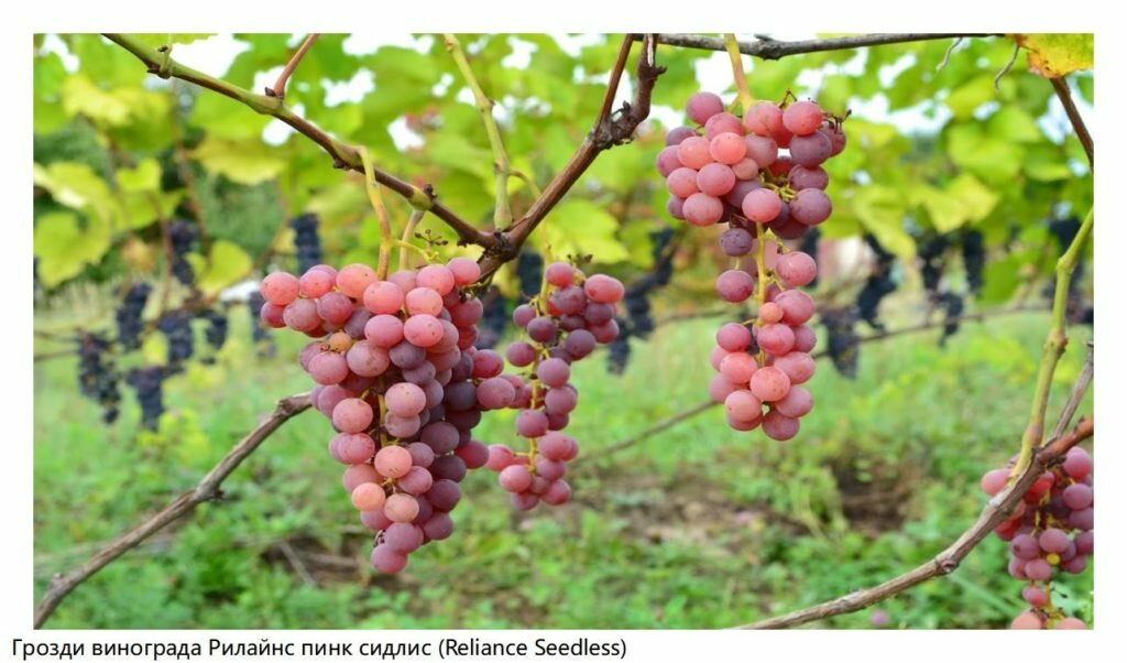 Описание сорта винограда Рилайнс Пинк Сидлис, основные характеристики и особенности