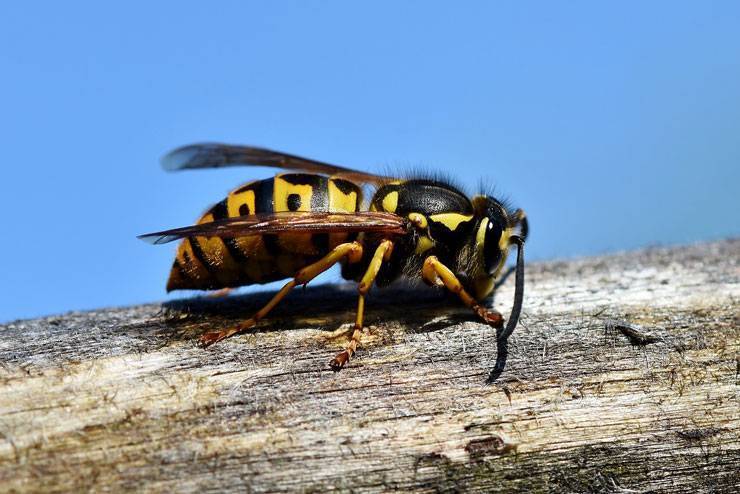 Как лечиться укусами пчел в домашних условиях