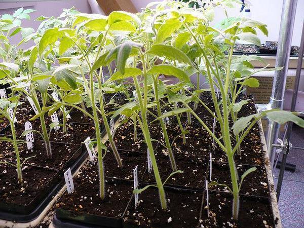 О посадке переросшей рассады томатов: как высаживать, можно ли обрезать