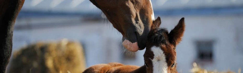 Как подготовиться к рождению жеребенка и чем помочь лошади при родах?