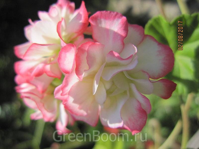 Цветочная принцесса — пеларгония клара сан порадует красотой и ароматом