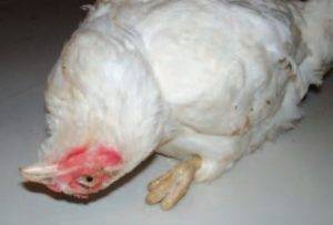 О симптомах и лечении болезни Ньюкасла у кур и цыплят в домашних условиях