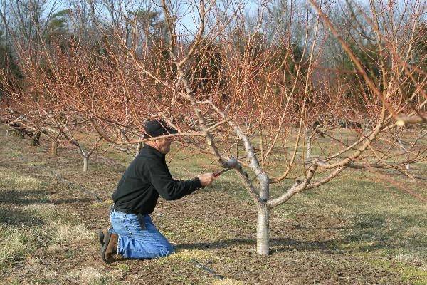 Как вырастить персик из косточки на даче: посадка и уход