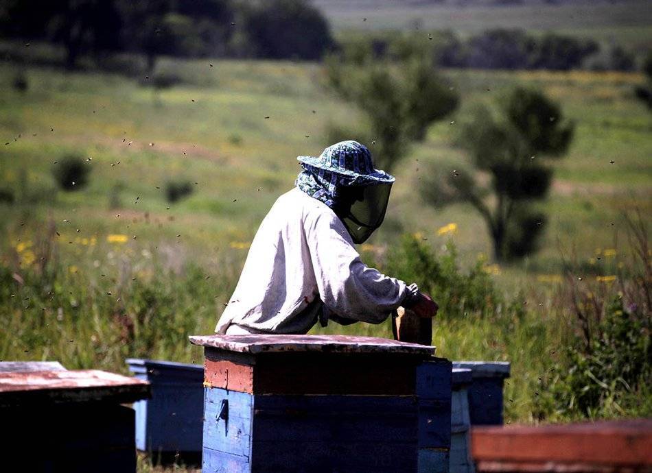 Зимовка пчел в лежаках | практическое пчеловодство