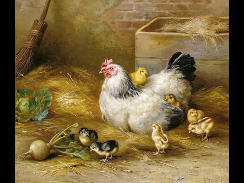 Садим курицу на яйца: школа идеальной наседки