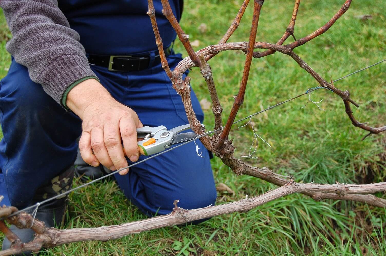 Как обновить запущенный виноград, обрезать, омолодить старый виноград
