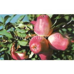 Особенности выращивания и уход за яблоней «кандиль орловский»