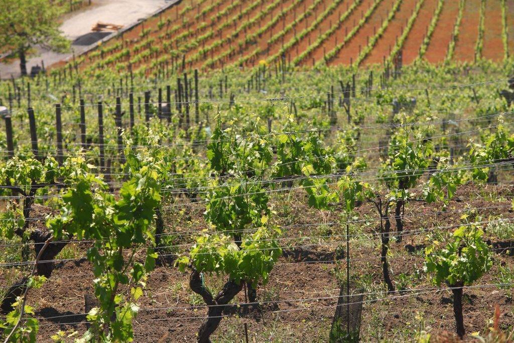 Основные правила и особенности обрезки винограда весной и осенью