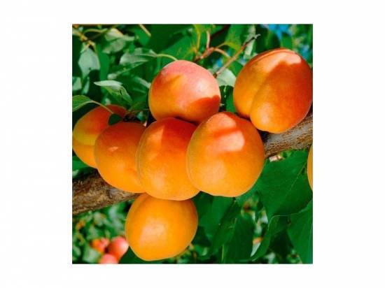 Триумф северный: всё о выращивании популярного сорта абрикоса