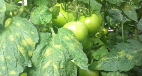 Лечение кладоспориоза томатов