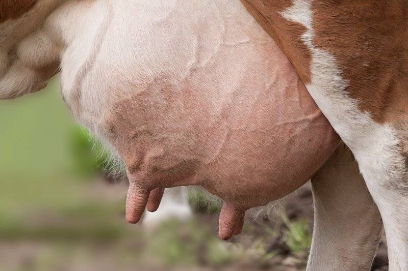 Как вылечить вымя у коровы от бородавок