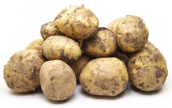 Сорт картошки ривьера: описание, характеристики, как вырастить в домашних условиях