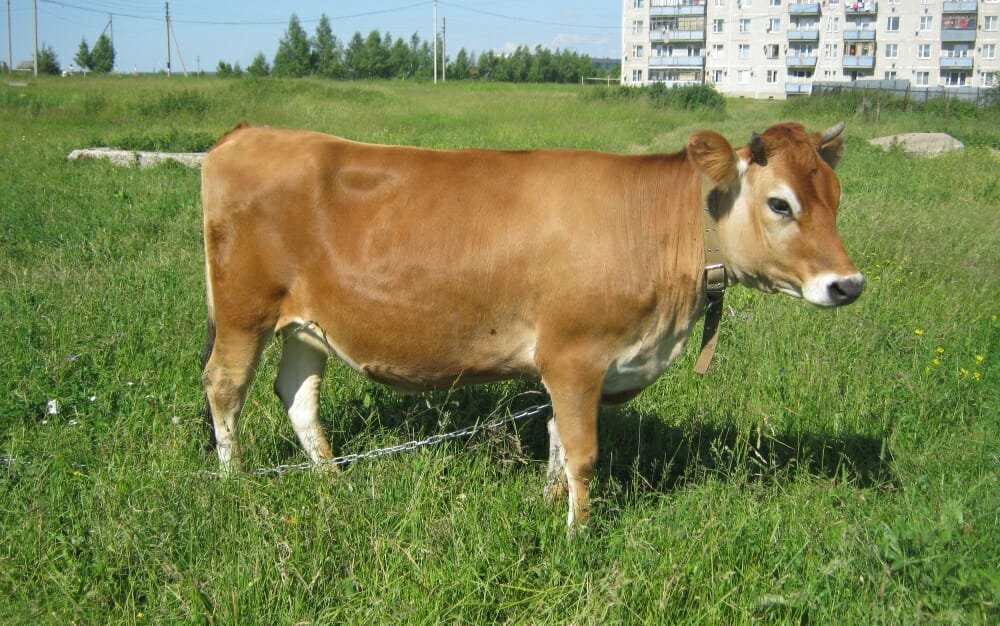 Джерсейская порода коров (30 фото): характеристика быков джерси и количество молока, которое дают коровы, плюсы и минусы крс, откорм телят, отзывы