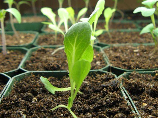 Салат - выращивание и уход в открытом грунте