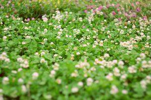 Белый клевер для газона: отзывы садоводов, фото, посев и выращивание
