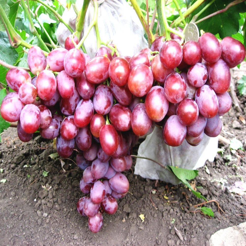 Виноград сорта «низина»