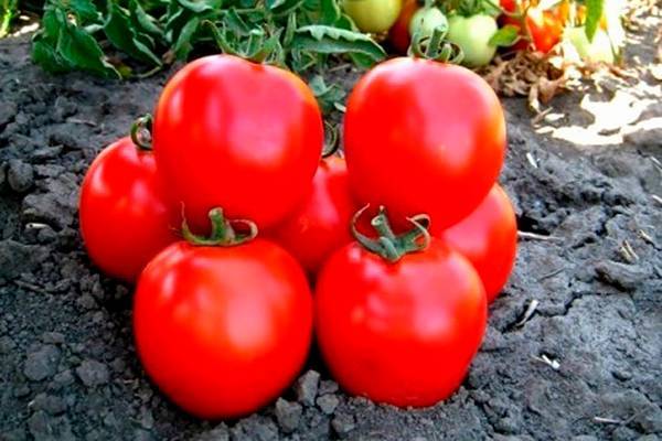Красавица без недостатков — сорт томата «татьяна»