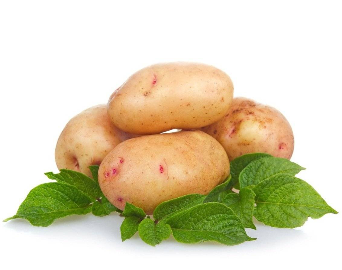 Аврора: описание семенного сорта картофеля, характеристики, агротехника