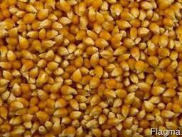Как сделать попкорн из кукурузы в домашних условиях: как из свежего початка приготовить лакомство в микроволновке или пожарить на обычной сковородке?