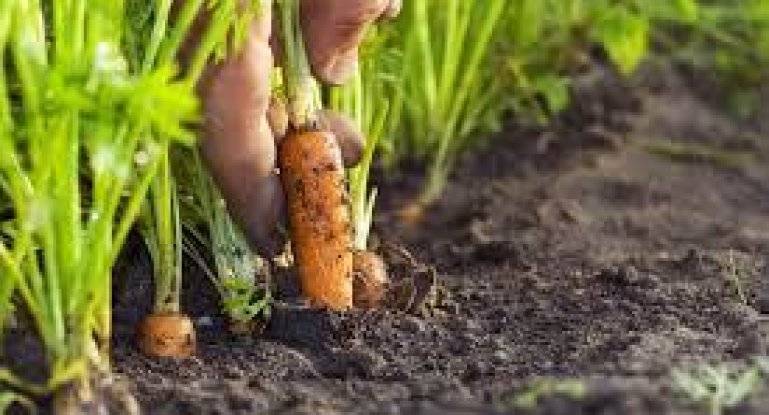 Как правильно и когда сажать морковь весной, как вырастить хороший урожай