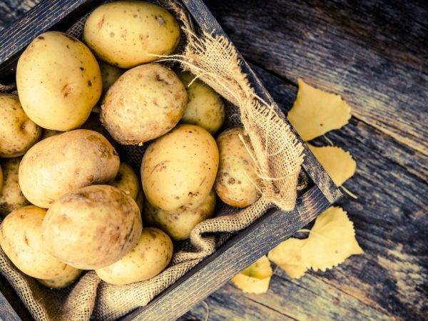 Картофель ред скарлет - характеристика и описание сорта, агротехника выращивания