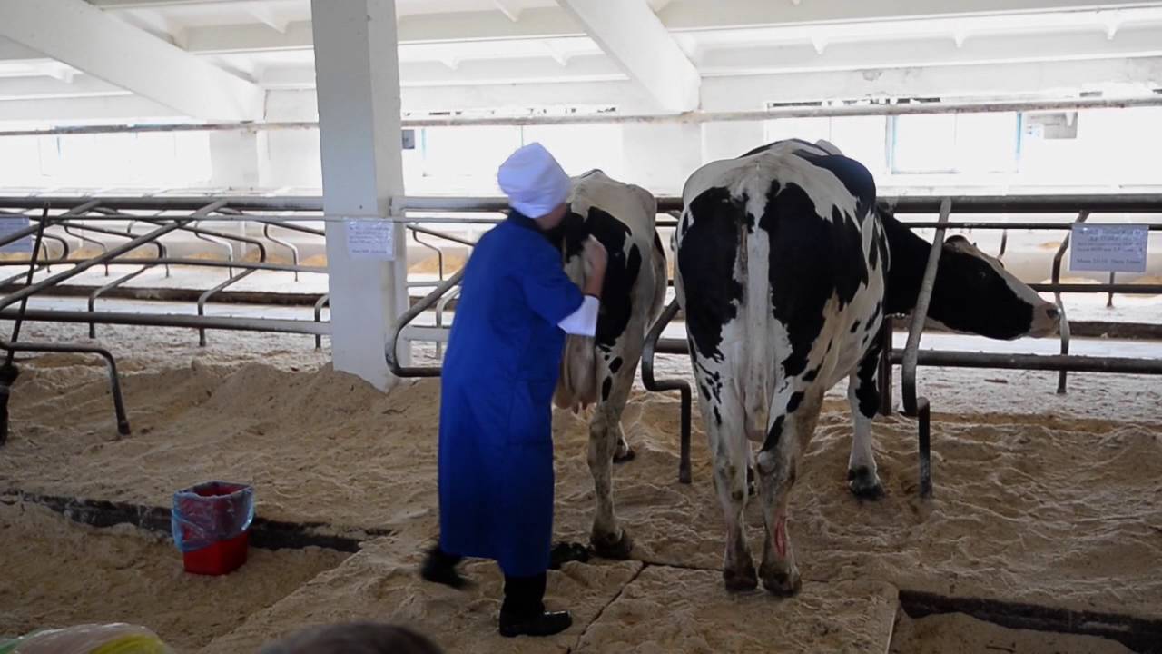 Искусственное осеменение коров – способы и преимущества