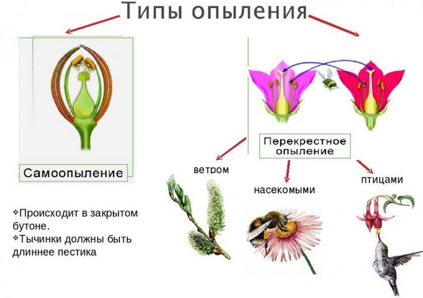 Схема опыления растений 6 класс