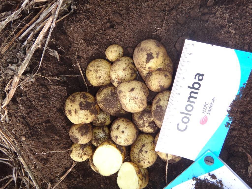 Коломбо: описание семенного сорта картофеля, характеристики, агротехника