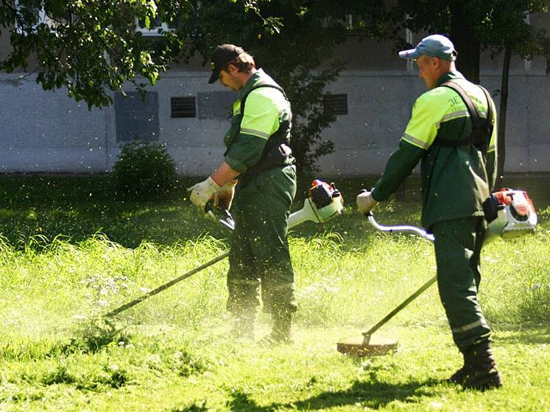 Стрижка газона своими руками: советы по первой и последующих стрижек