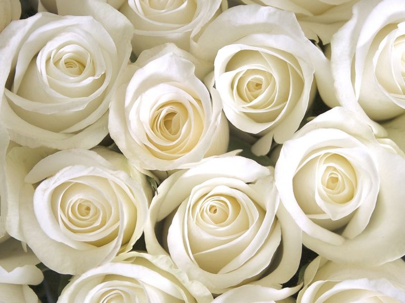 Самые красивые сорта белых роз для вашей усадьбы