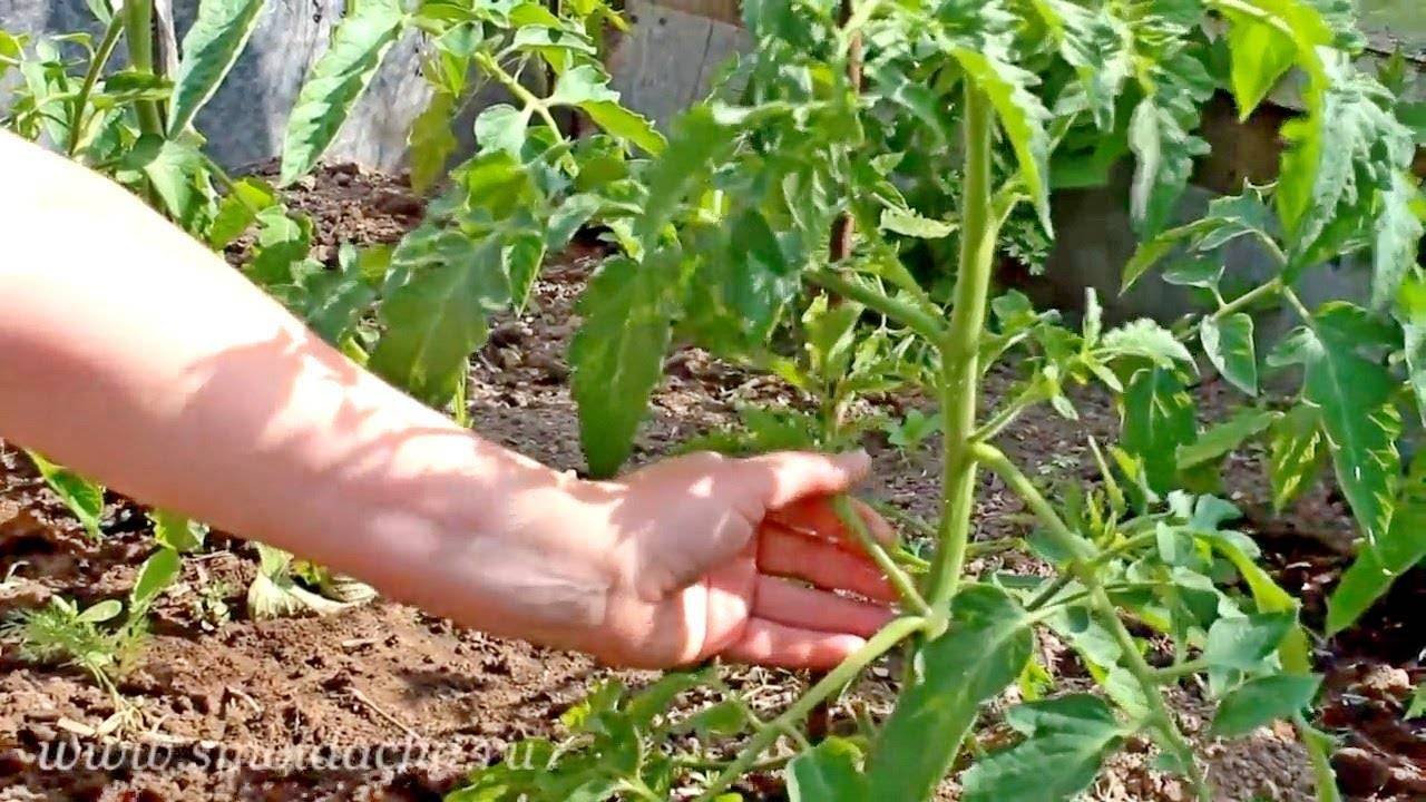 Пасынкование помидоров. как пасынковать томаты в теплице с фото