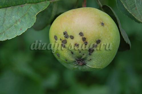 Если появилась парша на яблоне, как бороться летом? советы агрономов