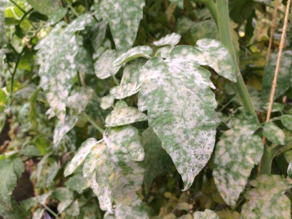 Белые пятна на листьях огурцов. болезни огурцов. профилактика и лечение