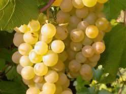 Описание сорта винограда Платовский, общие характеристики и особенности ухода
