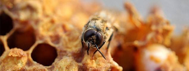 Все о пчелином меде: что это такое, интересные факты, производство, как добывают