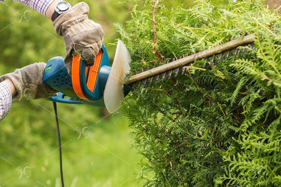 Обрезка деревьев и кустарников – советы и рекомендации